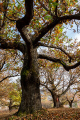 Colorful autumn forest landscape. Fall season in Albania.