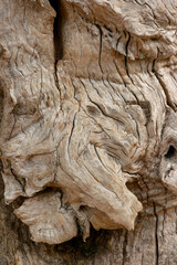Rough weathered tree bark. Abstract wooden background.