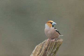 common European Hawfinch Coccothraustes coccothraustes in close view in woodland