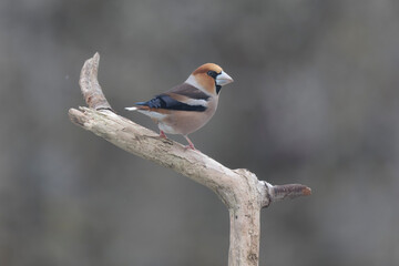 common European Hawfinch Coccothraustes coccothraustes in close view in woodland