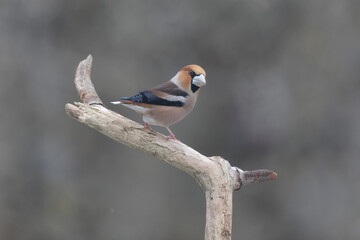 common European Hawfinch Coccothraustes coccothraustes in close view in woodland