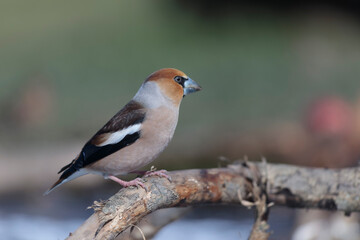 common European Hawfinch Coccothraustes coccothraustes in close view in woodland