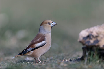 common European Hawfinch Coccothraustes coccothraustes in close view in woodland