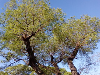 Arbol de Roble viejo con su copa de hojas verdes y ramas  gruesas se eleva hacia el cielo azul.