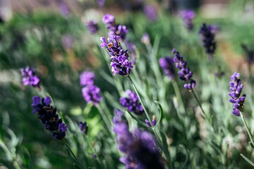 Lavender flowers taken on sunny day. Side view.