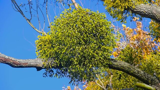 Viscum album on tree. Viscum album is a species of mistletoe in the family Santalaceae, commonly known as European mistletoe, common mistletoe or simply as mistletoe.