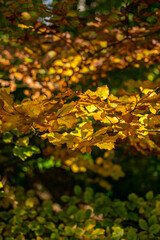 herbstliche Stimmung im Wald