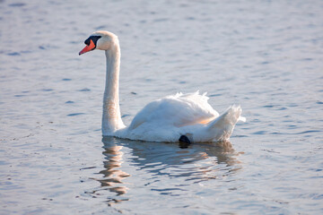 swan on the water