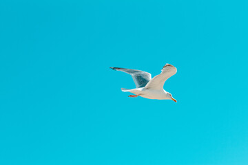 Möwe in Renesse