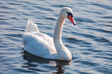 swan on the lake