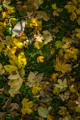 herbstliche Stimmung im Wald