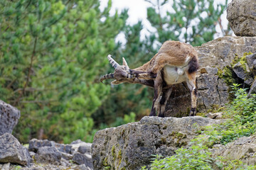 Steinbock