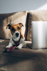 jack russell terrier sitting on a chair