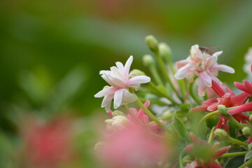 Combretum indicum or Quisqualis indica, also known as the Rangoon creeper,is a vine with red flower clusters which is native to tropical Asia. The flowers change in colour with age 
