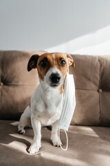 jack russell terrier