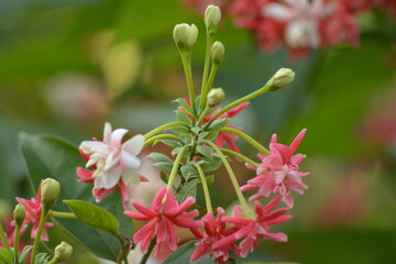 Combretum indicum or Quisqualis indica, also known as the Rangoon creeper,is a vine with red flower clusters which is native to tropical Asia. The flowers change in colour with age 