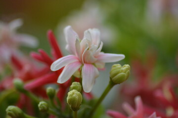 Fototapeta premium Combretum indicum or Quisqualis indica, also known as the Rangoon creeper,is a vine with red flower clusters which is native to tropical Asia. The flowers change in colour with age 