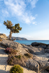 einzelner Baum am Meer