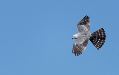 Mississippi kite and Blue Sky
