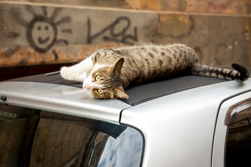 A funny cat with a white chest and paws and a gray spotted back lies on the roof of a car. Portrait...
