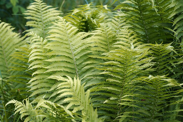 Natural green fern in the forest.close up