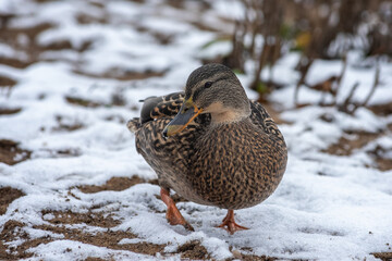 duck in snow