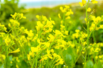 Gelbe Blumen am Strand