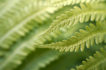 Natural green fern in the forest.close up