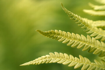 Natural green fern in the forest.close up