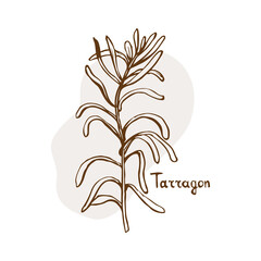Tarragon vector. Herbs and spices hand drawn vector illustration. Sketchy style.Vintage illustration. Aromatic plants. Hand drawn sketch of food. Card design. Spices and herbs black and white design