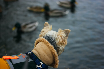 Small, funny cute brown dog Yorkshire Terrier in warm coat with high collar walks outside at cold fall day. Doggie on a walk by river, lake, water body looking curiously at wild ducks. Place for text.