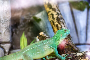 Chinese water dragon or Physignathus cocincinus lizard on the tree branch in terrarium.