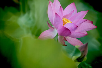 Beautiful pink waterlily or lotus flower in pond