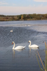 swans on the lake