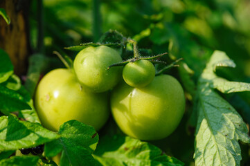 Growing tomatoes in spring garden
