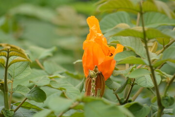 Spathodea campanulata, is commonly known as the African tulip tree and planted extensively as an ornamental tree throughout the tropics and is much appreciated for its very showy reddish orange 