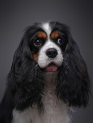 Headshot of purebred cavalier king charles breed dog