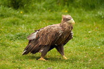 A detailed bald eagle walks in the green grass. The large brown bird of prey looks around