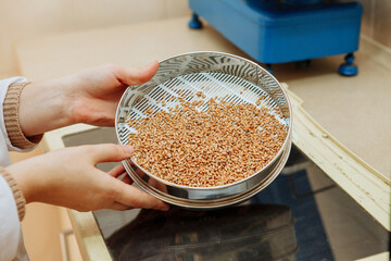 Mashing of milled malt grains for preparing malt. Process of brewing grain of barley.