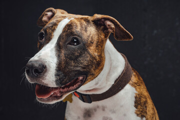 Joyful staffordshire terrier dog posing against dark background