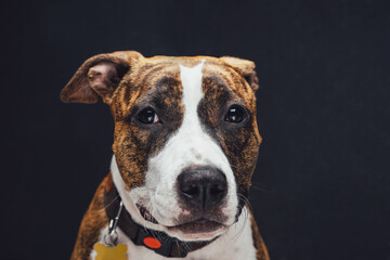 Portrait of cute american dog against dark background