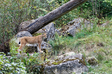 Luchs