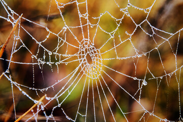 Detail of frozen cobweb