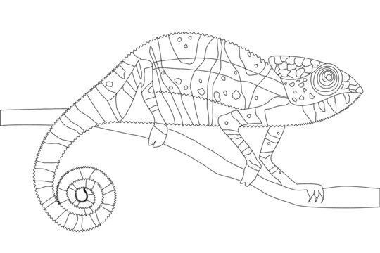 A coloring page with an image of a chameleon crawling along a branch. Coloring book