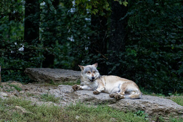 Wolf