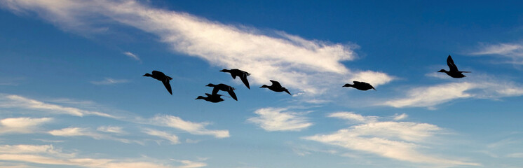 Wild ducks in flight over fresh water lake. UK.