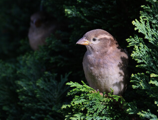 The house sparrow is a bird of the sparrow family Passeridae, found in most parts of the world. It is a small bird that has a typical length of 16 cm and a mass of 24&ndash;39.5 g. 
