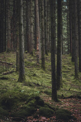 Dark moody forest in vertical orientation
