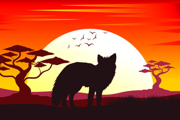 Wolf silhouette. Silhouette of sunset in safari landscape