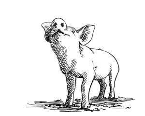 Sketch of sniffing pig, Hand drawn vector illustration with hatched shades